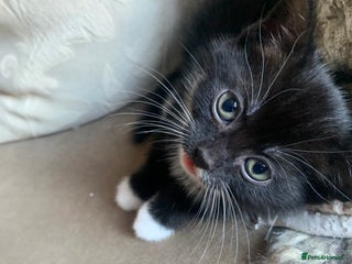 Persian cats cute adorable bundle of joy kittens - Advert 18