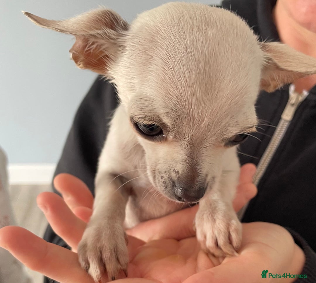 Chihuahua dogs for sale: Chihuahua puppy’s  - Image 8