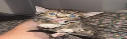 Bengal cats for sale: Half bengal - Advert 3