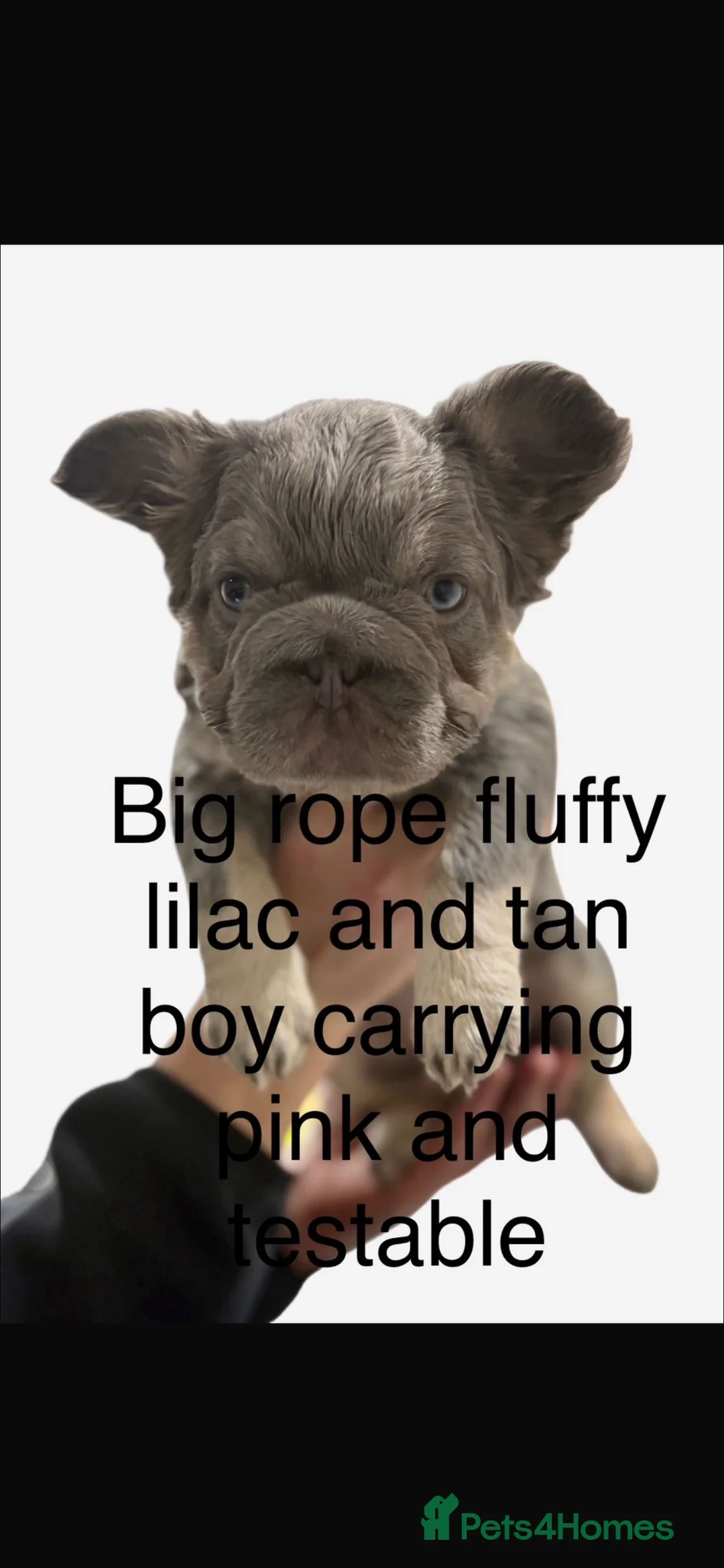 French Bulldog dogs for sale: Fluffy French bulldogs  ** s carrying pink - Advert 24
