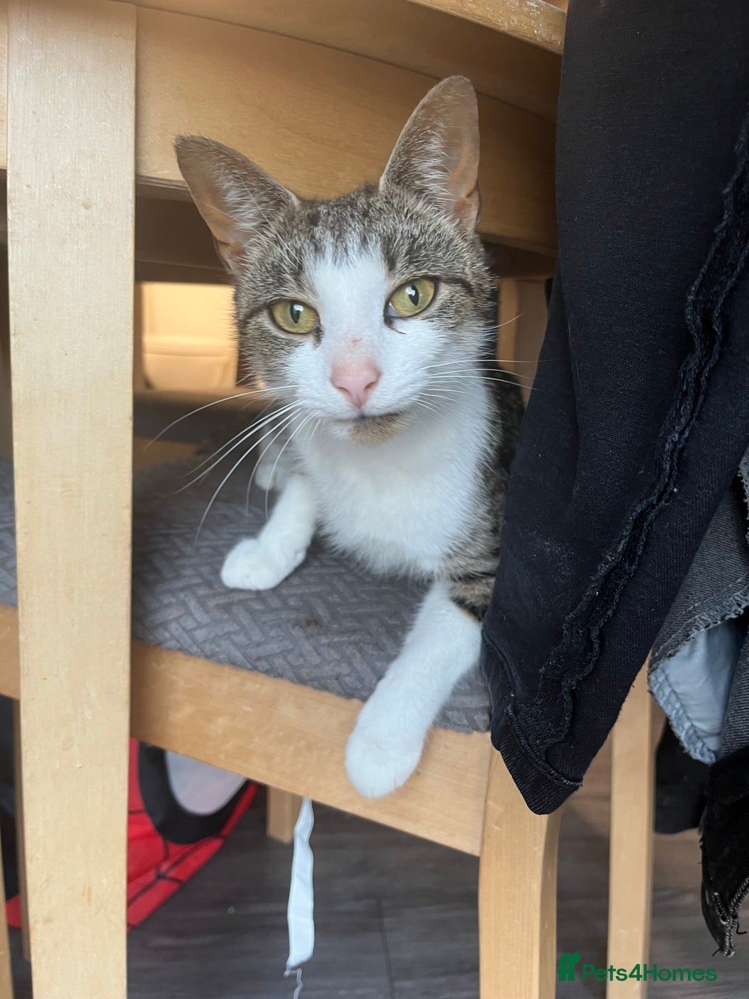 Domestic Shorthair cats for sale: Female cat - Image 1