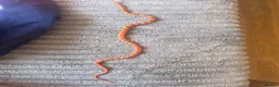Corn Snake reptiles for sale: Albino Corn Snake  in Broadstone - Advert 8