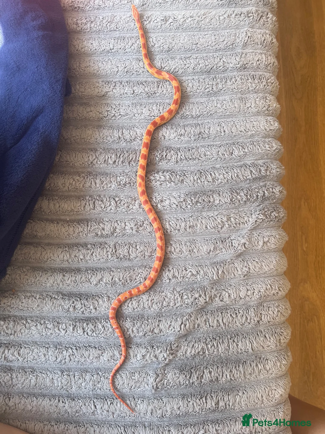 Corn Snake reptiles for sale: Albino Corn Snake  in Broadstone - Advert 8