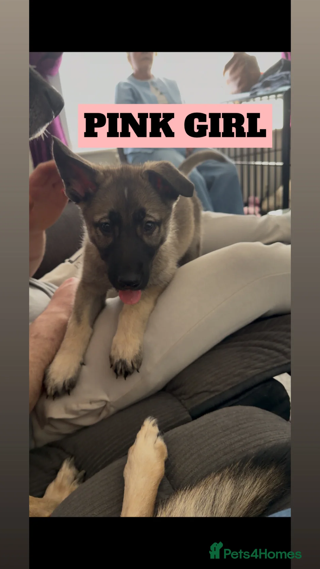 Shepsky dogs for sale: READY TO LEAVE German Shepherd cross Husky Puppies - Advert 2