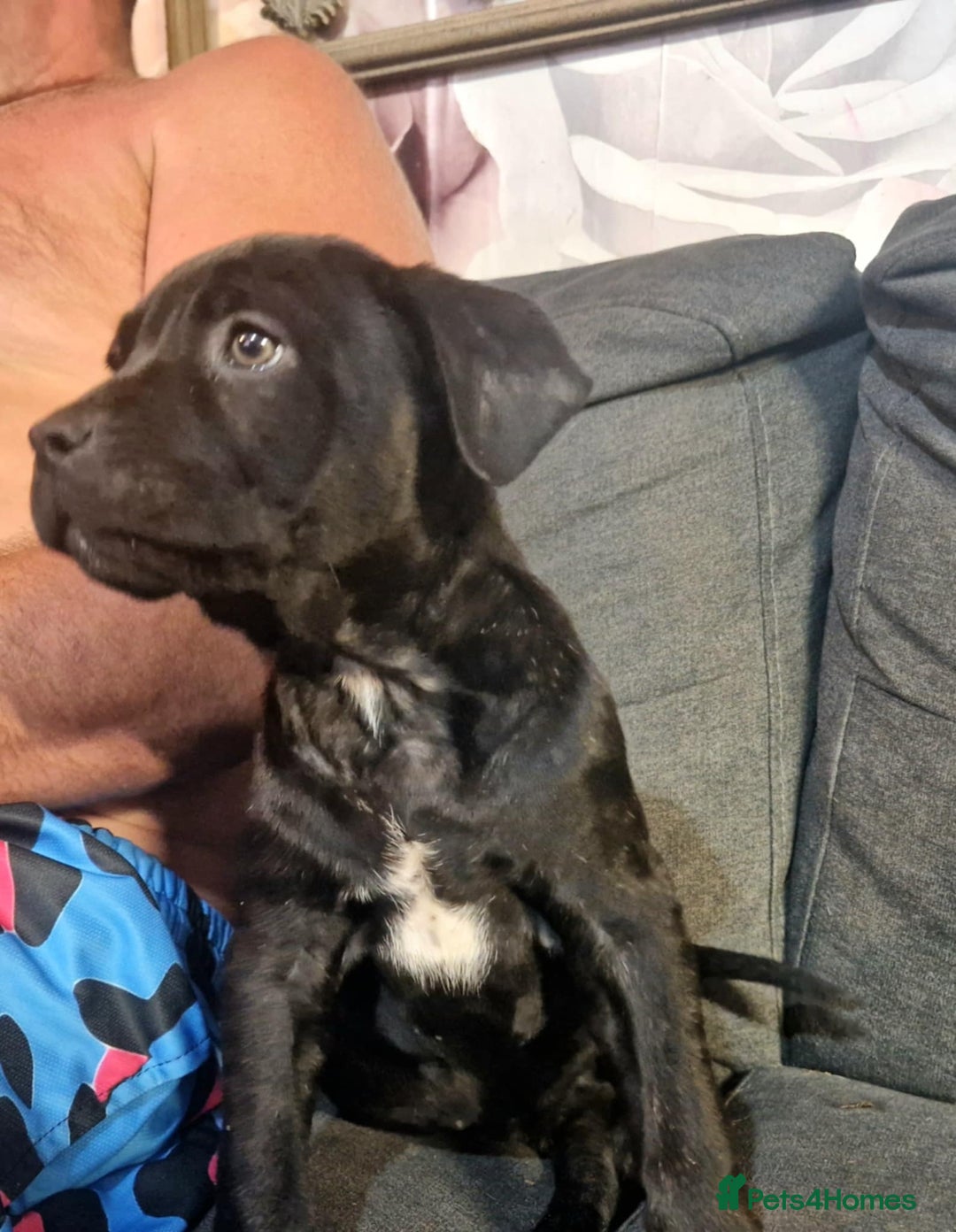 Mixed Breed dogs for sale: READY TO LEAVE NOW chunky mastiff puppies - Image 10