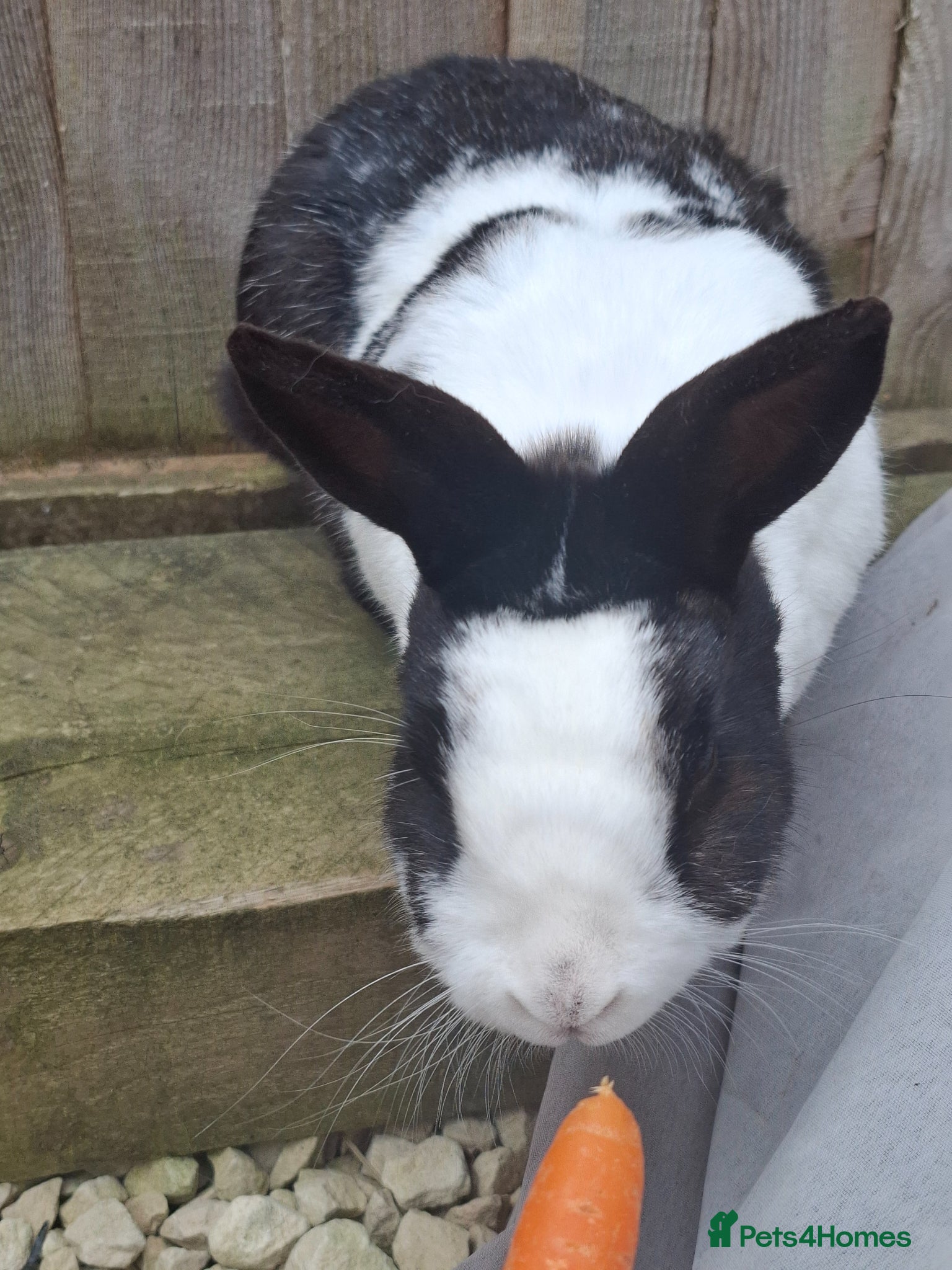 Netherland Dwarf rabbits for sale: Klompje (M) & Sapheiri (F) bonded couple. 7-8yrs in Bury Saint Edmunds - Advert 8