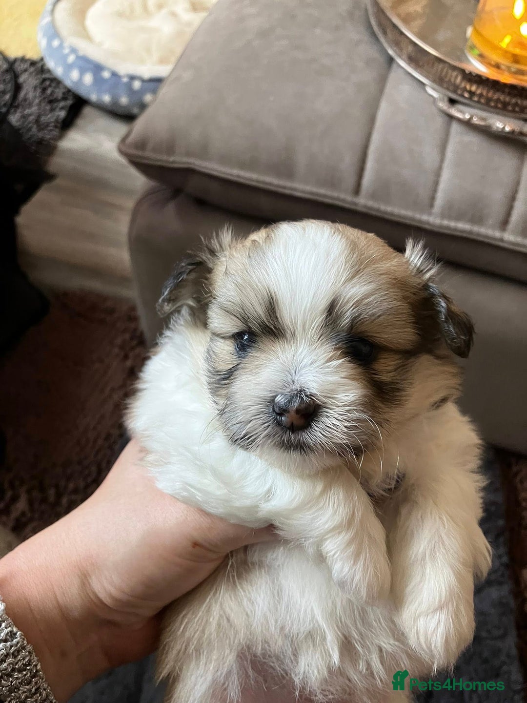 Mixed Breed dogs for sale: Pomeranian Puppies - £1,500 each - Image 5