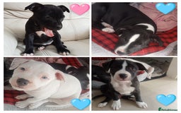 Staffordshire Bull Terrier dogs for sale: ‼️ReadyForCollection‼️Blue Staffie Puppies  in Tipton - Image 1