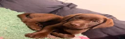 Labrador Retriever dogs for sale: 2 LEFT READY SOON KC CHOCOLATE LABRADOR PUPPIES - Advert 4
