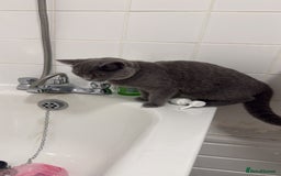 British Shorthair cats for sale: Female British shorthair  - Image 2