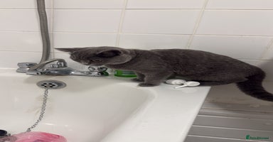 British Shorthair cats - Advert 10