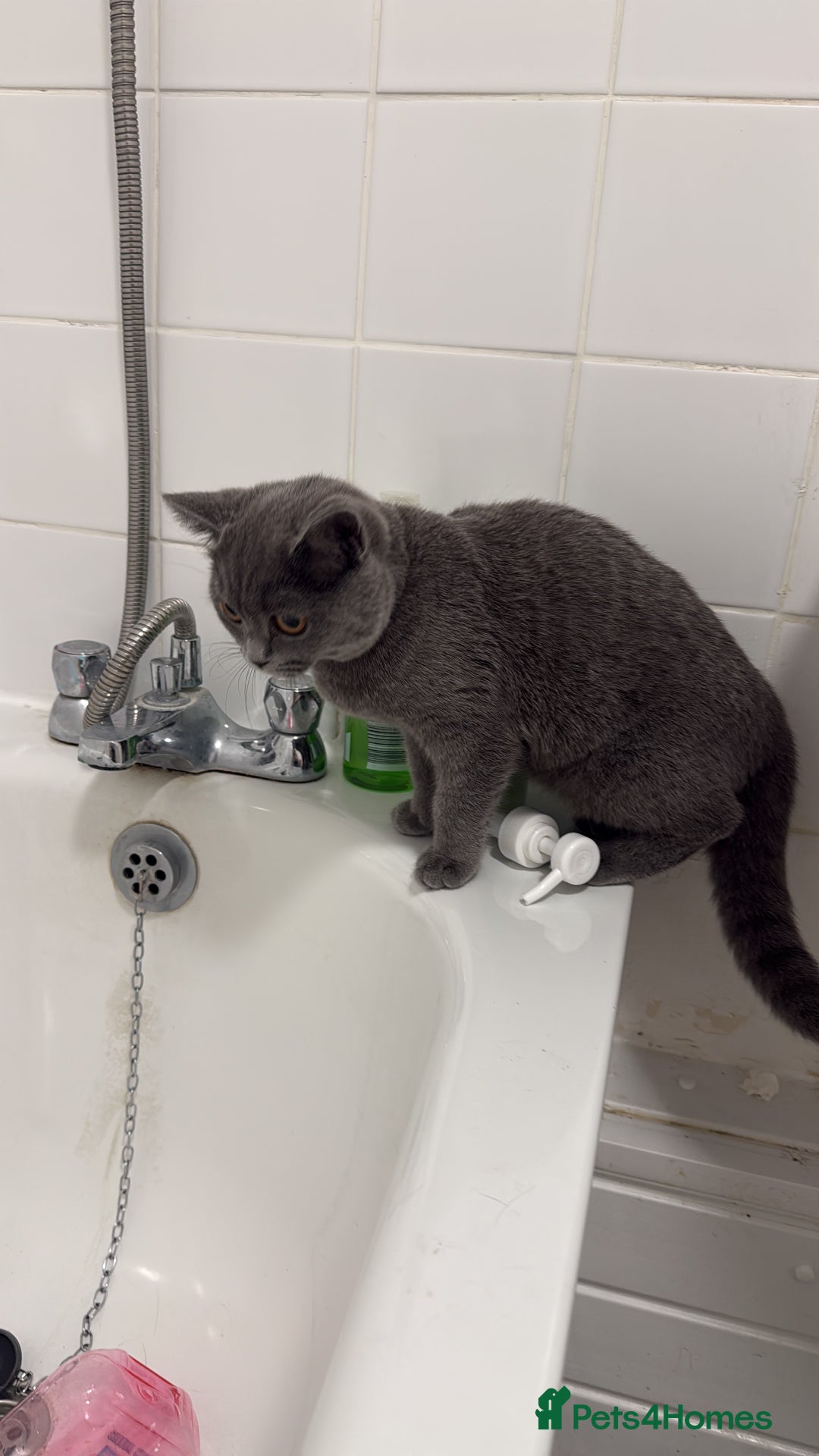 British Shorthair cats for sale: Female British shorthair  - Image 2