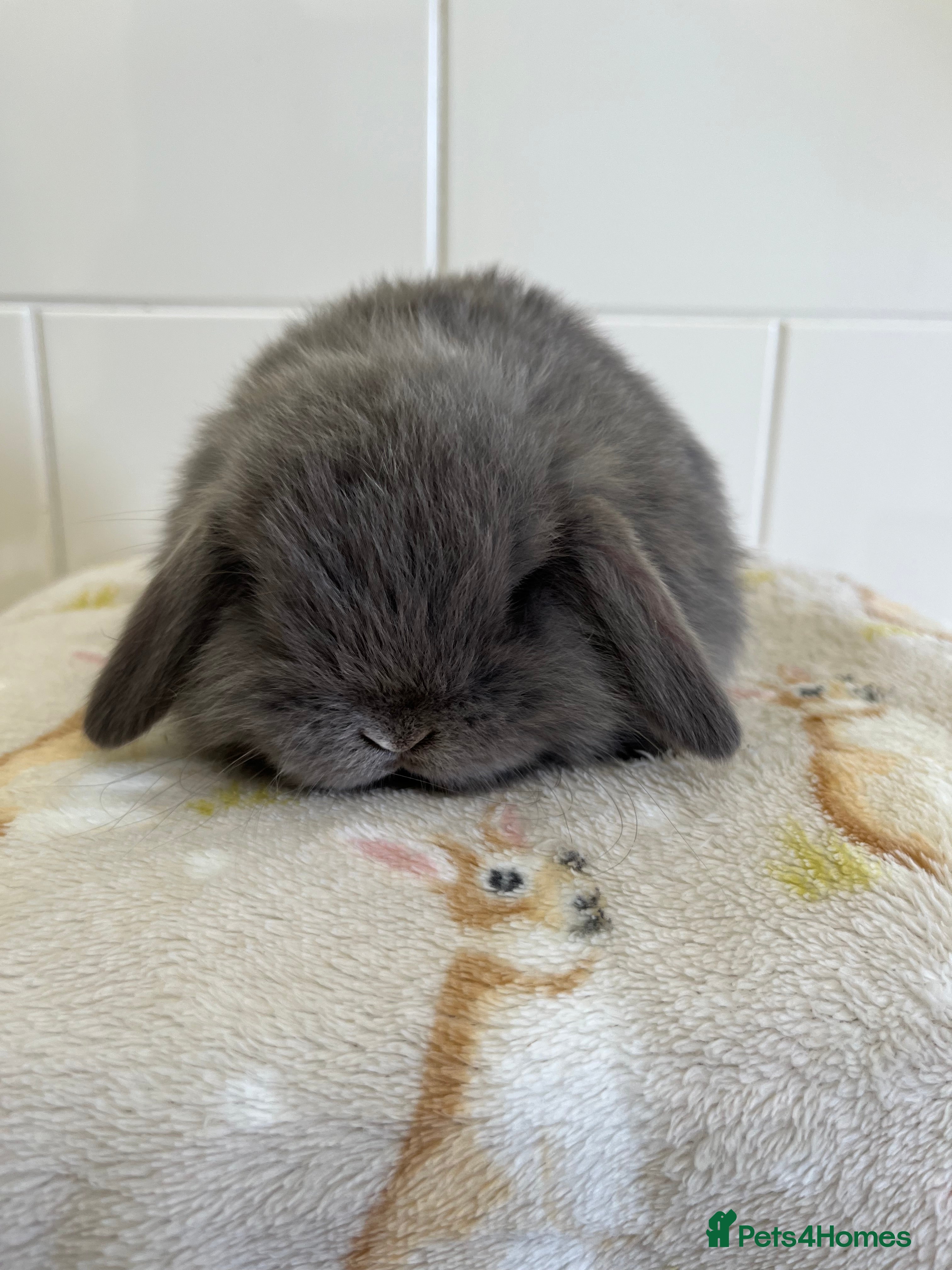Mini Lop rabbits Stunning litter of mini lop babies  - Advert 4