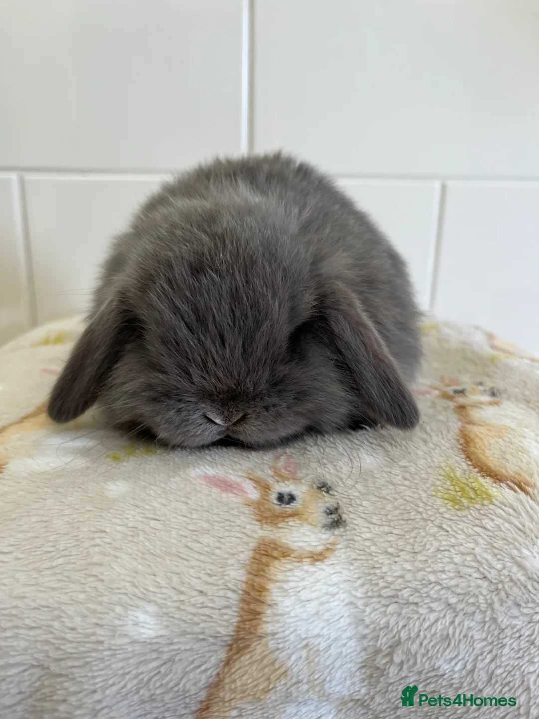 Mini Lop rabbits for sale: Stunning litter of mini lop babies  - Advert 1