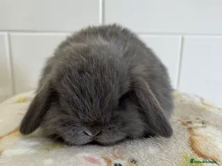 Mini Lop rabbits Stunning litter of mini lop babies - Advert 8