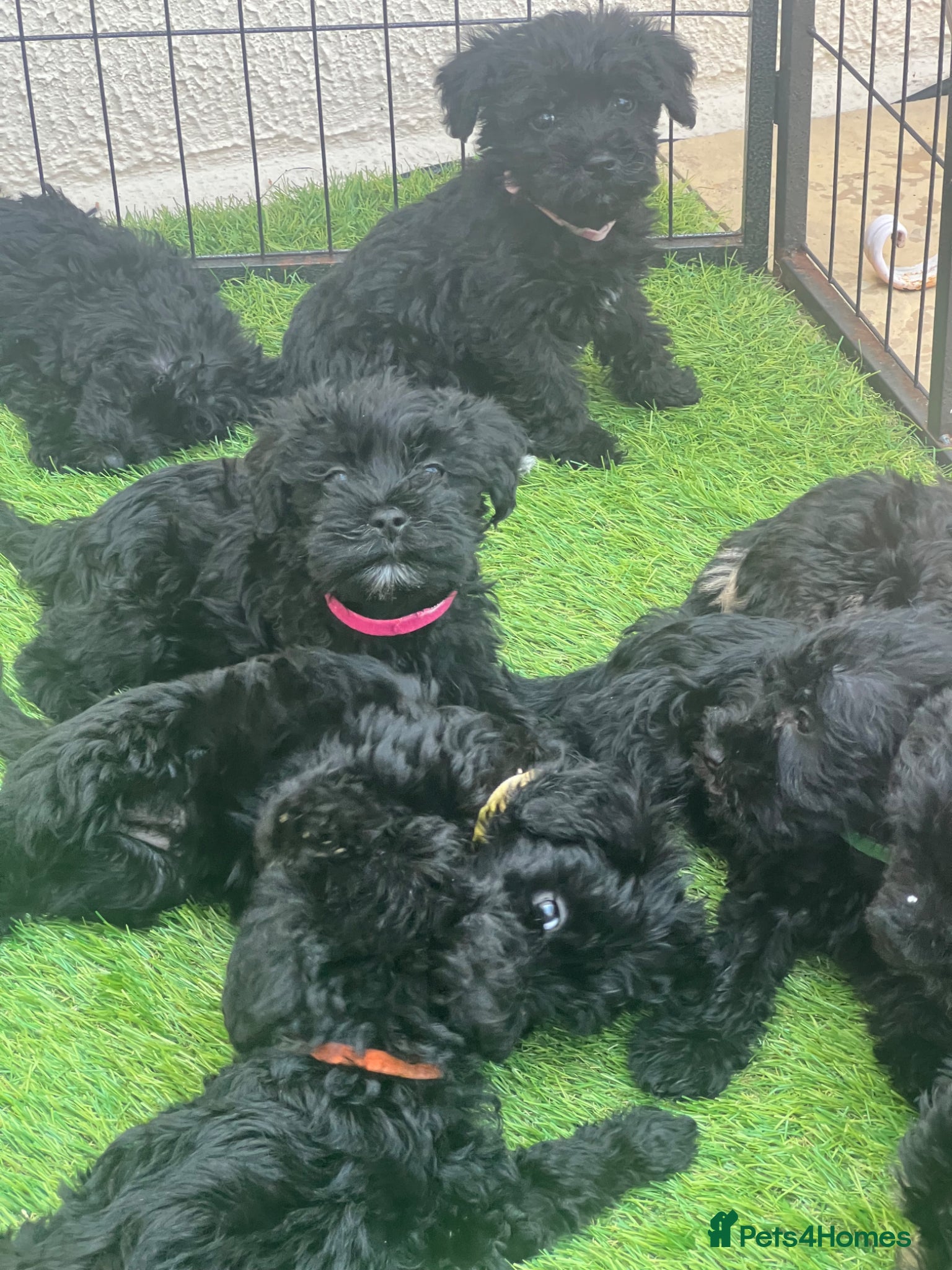 Mixed Breed dogs 🐾🐶Adorable Cavaschnauzer Pups 🐶🐾 - Advert 6