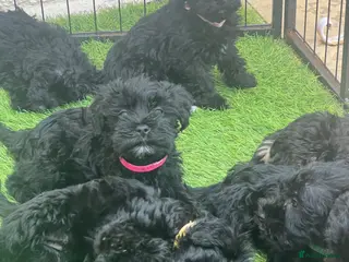 Mixed Breed dogs 🐾🐶Adorable Cavaschnauzer Pups 🐶🐾 - Advert 6