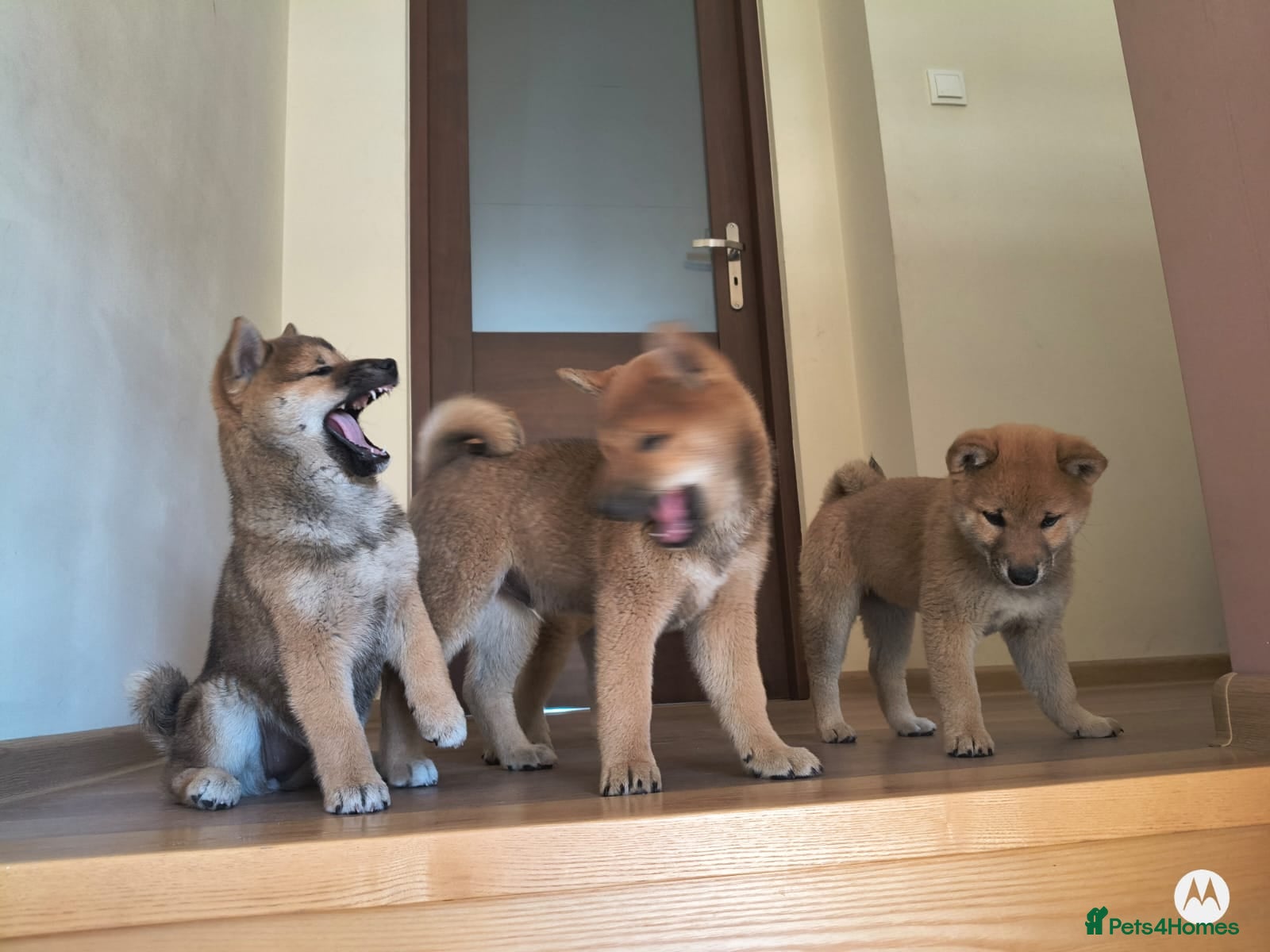 Japanese Shiba Inu dogs Shiba inu - Advert 8