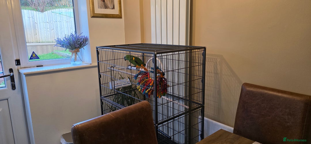 Parrots birds for sale: Yellow Headed Amazon Parrot   - Advert 2