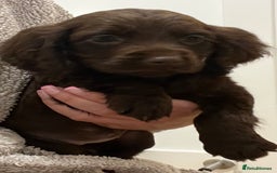 Cocker Spaniel dogs for sale: Cocker spaniel pups 🐾 - Image 1