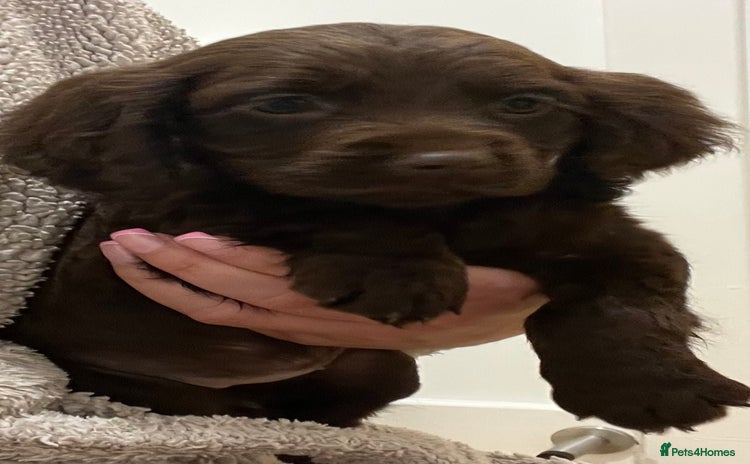 Cocker Spaniel dogs - Advert 4