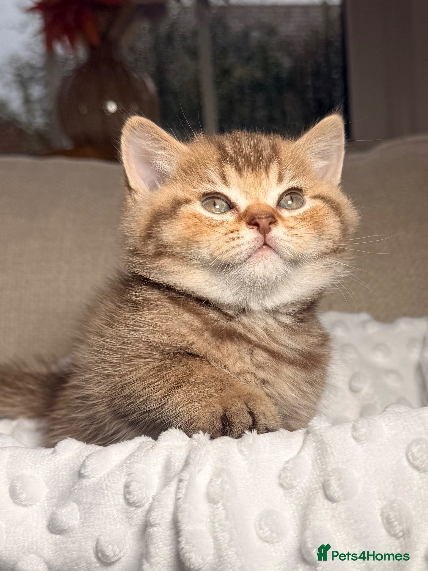 British Shorthair cats for sale: Chocolate golden kittens  - Advert 20