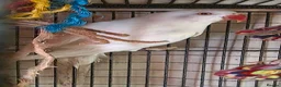 Ringnecks birds for sale:  White Indian Ringneck "Binky"  - Advert 2