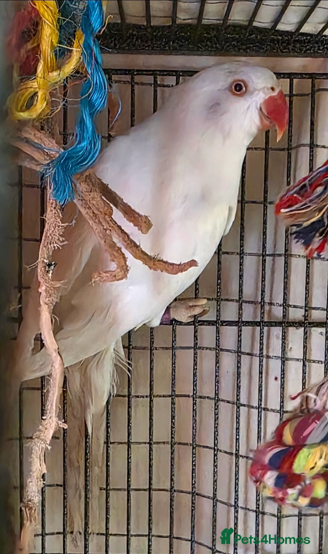 Ringnecks birds for sale:  White Indian Ringneck "Binky"  - Advert 2