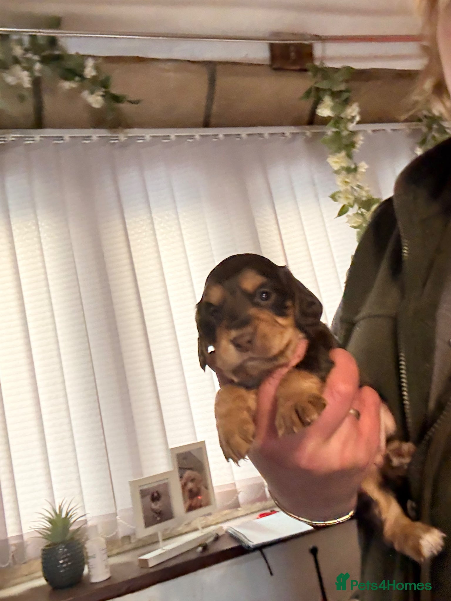 Cocker Spaniel dogs Stunning dna tested cocker spaniels  - Advert 1