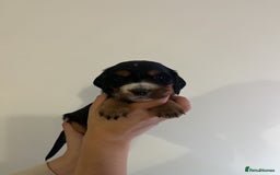 Cocker Spaniel dogs for sale: Male Working Cocker Spaniel Puppies for sale - Image 11