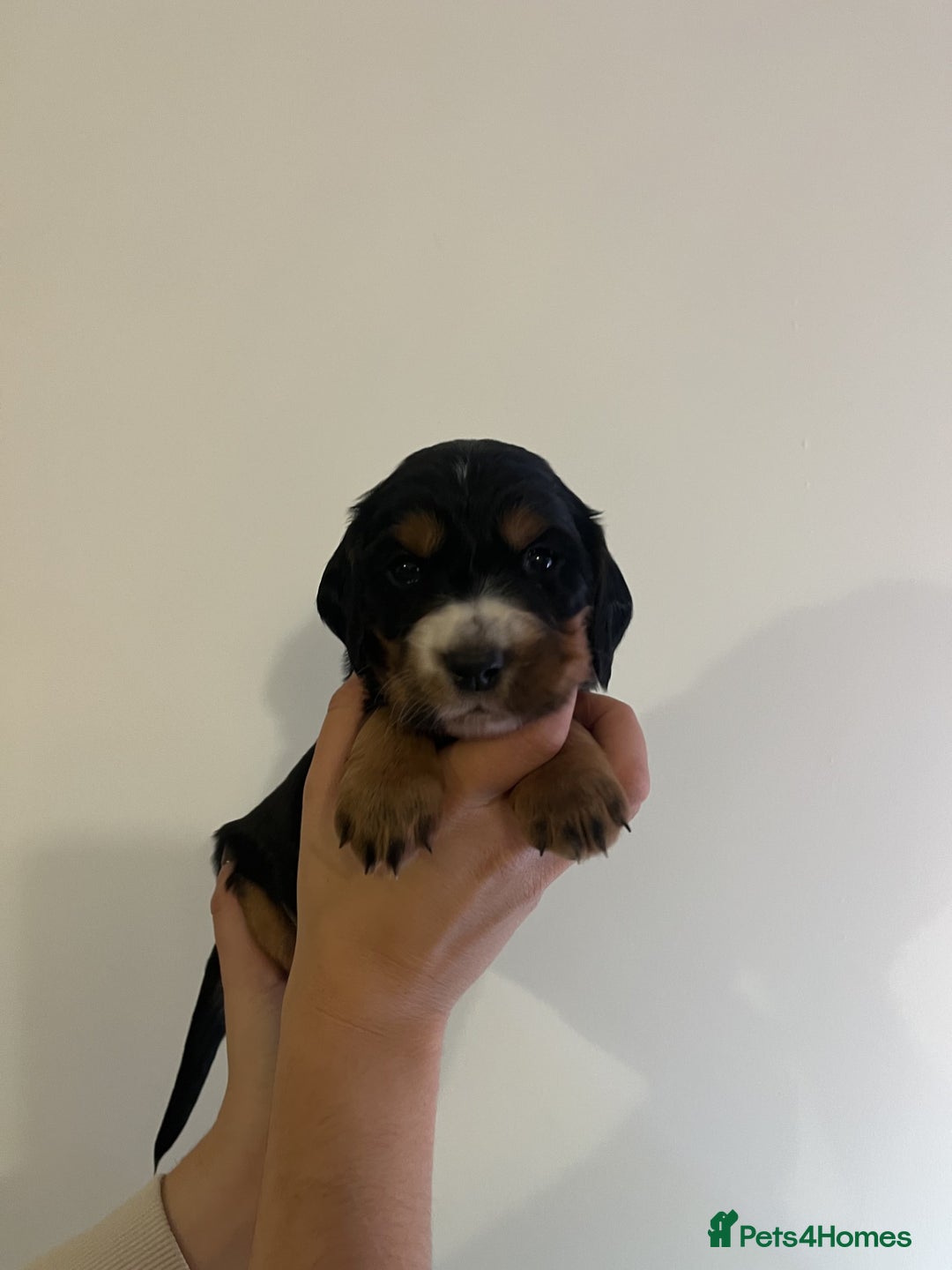 Cocker Spaniel dogs for sale: Male Working Cocker Spaniel Puppies for sale - Image 11