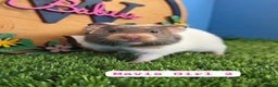Hamster rodents for sale: Baby Syrian Hamsters Female Girl Pedigree  - Advert 4