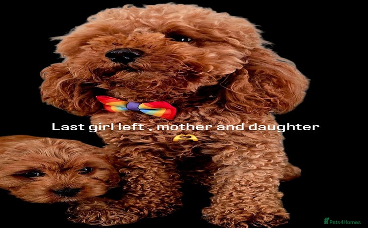 Cavapoo dogs - Advert 8