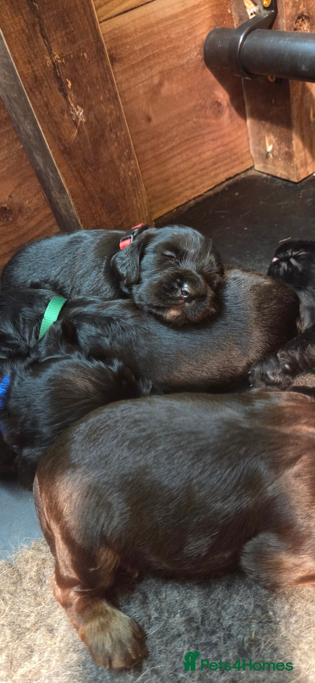 Cocker Spaniel dogs for sale: KC reg Working Cocker Spaniel Pups - Image 8
