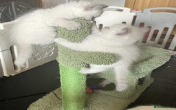 Ragdoll cats for sale: Adorable Ragdoll Kittens  - Image 11