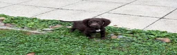 Cocker Spaniel dogs for sale: Cocker spaniel puppies  - Advert 4
