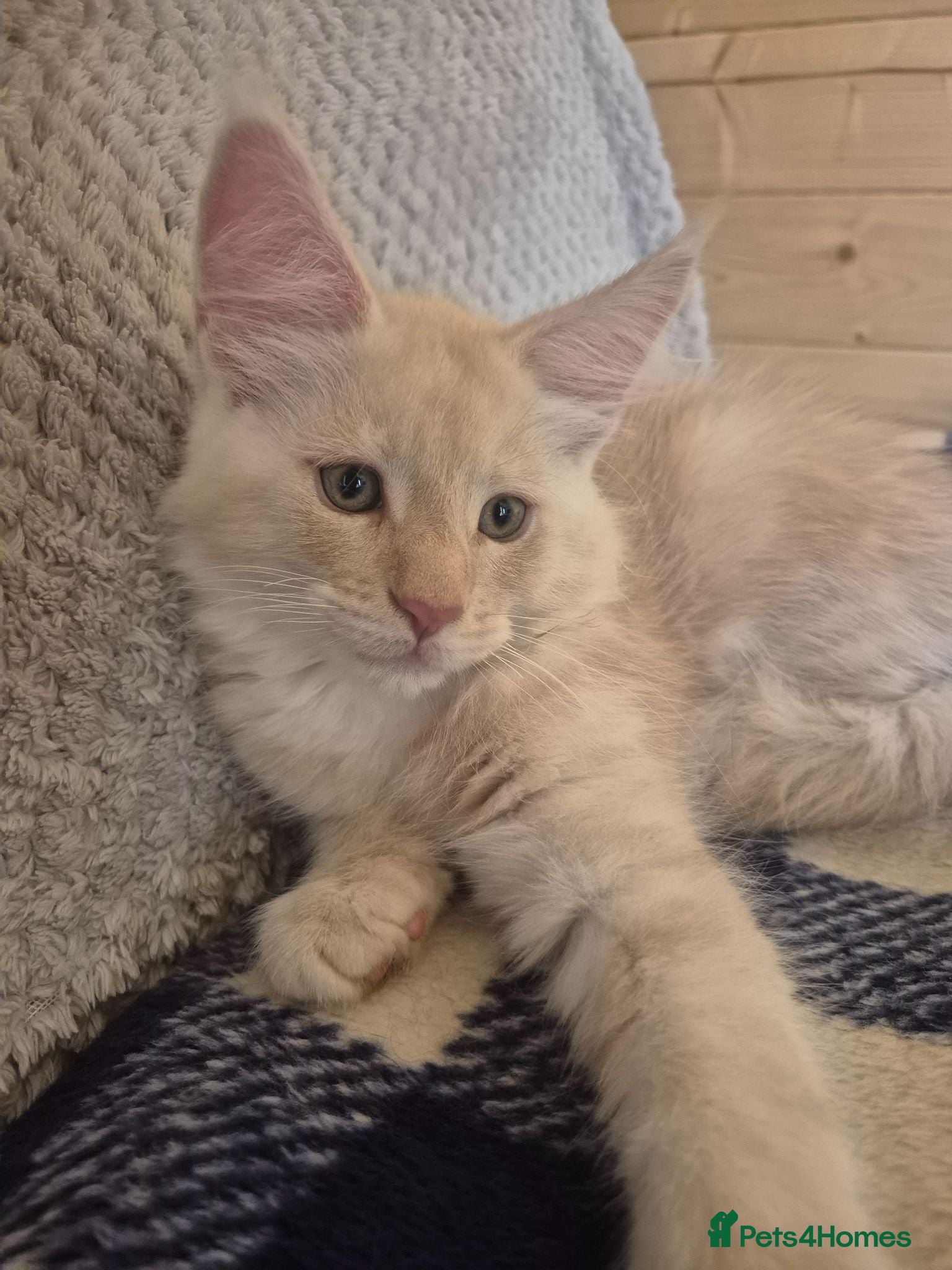 Maine Coon cats Mein con  - Advert 17