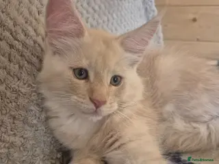 Maine Coon cats Mein con - Advert 17