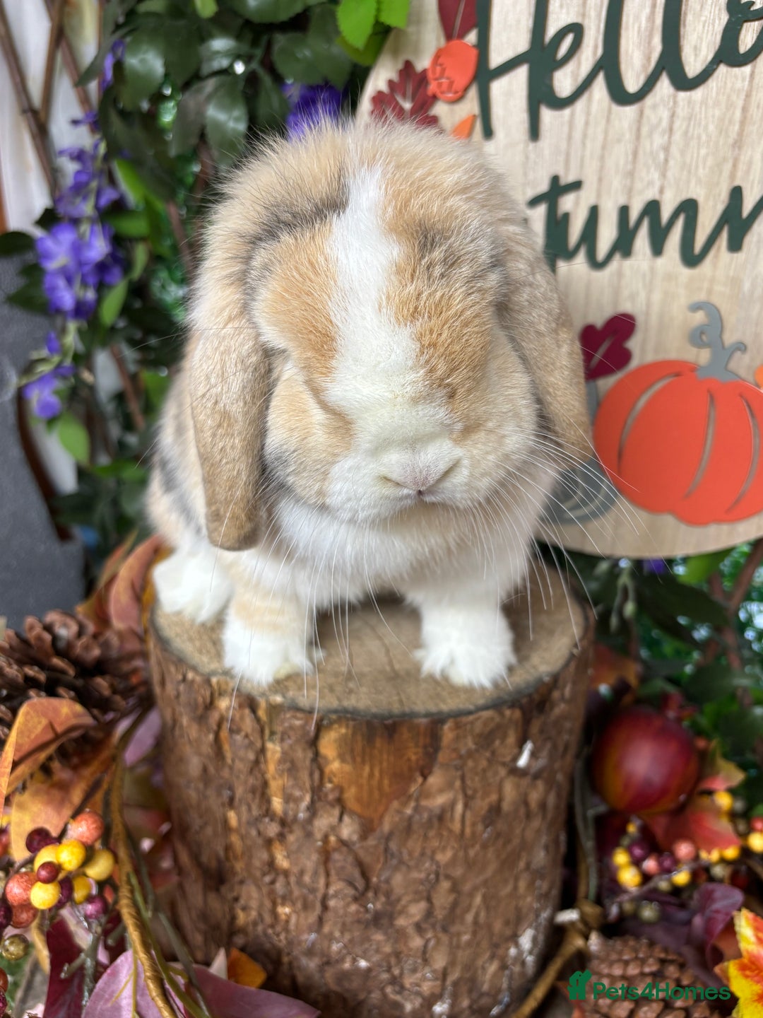 Mini Lop rabbits for sale: 🌟PURE BRED PEDIGREE MINI LOPS🌟 - Image 14