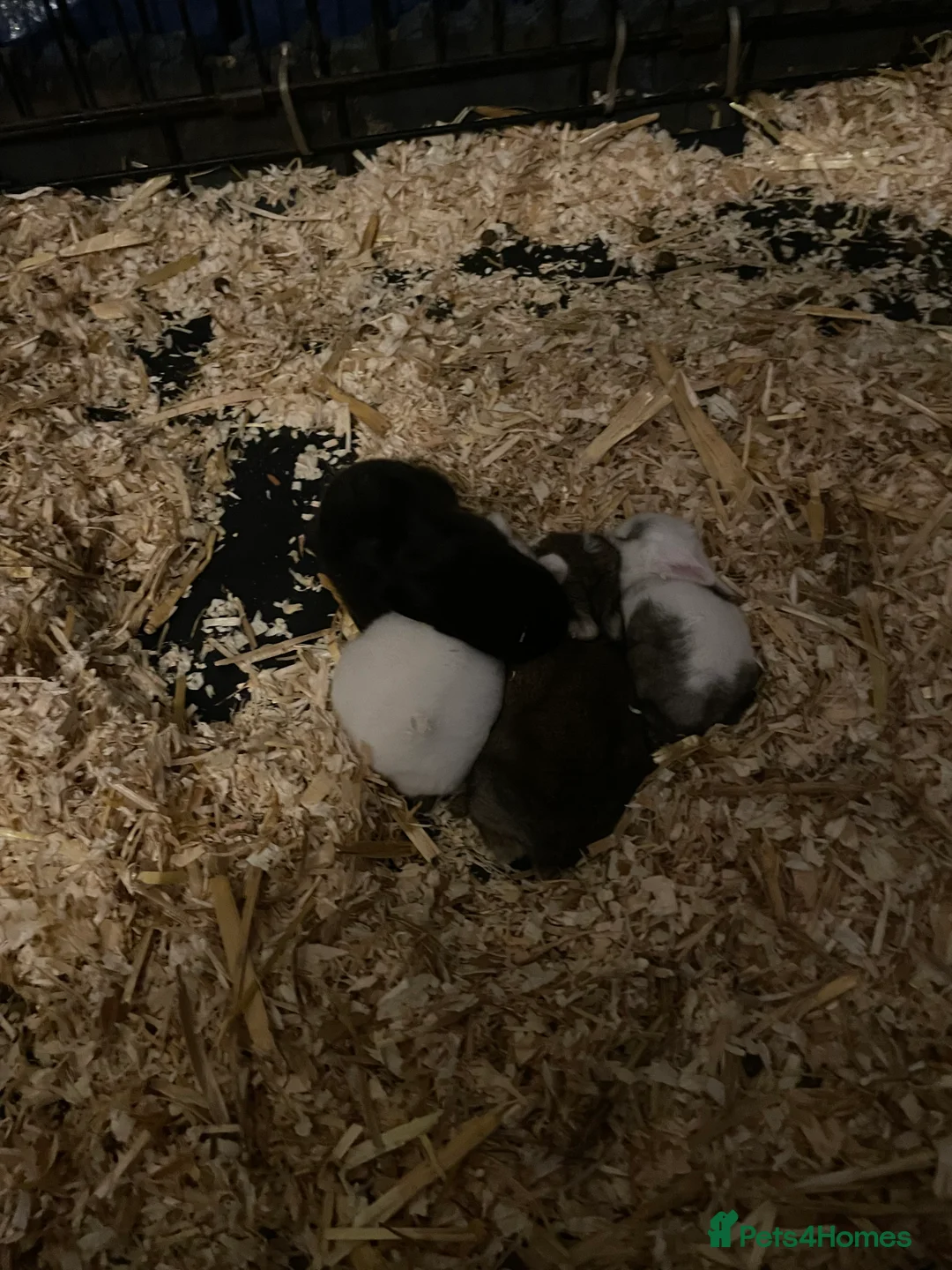 Mixed Breed rabbits for sale: Baby rabbits  in London - Advert 2