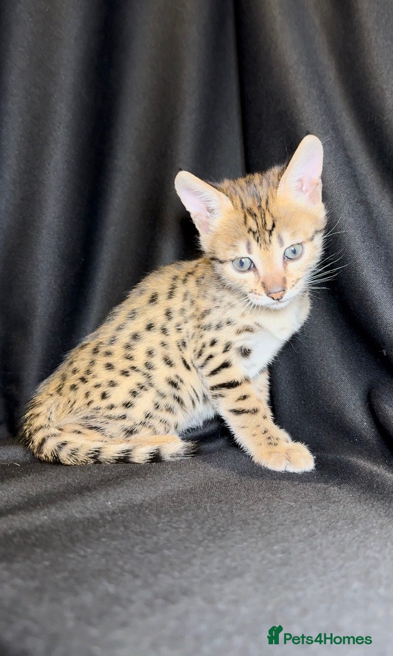 Savannah cats Exceptional Quality Tica Regist. Savannah kittens - Advert 2