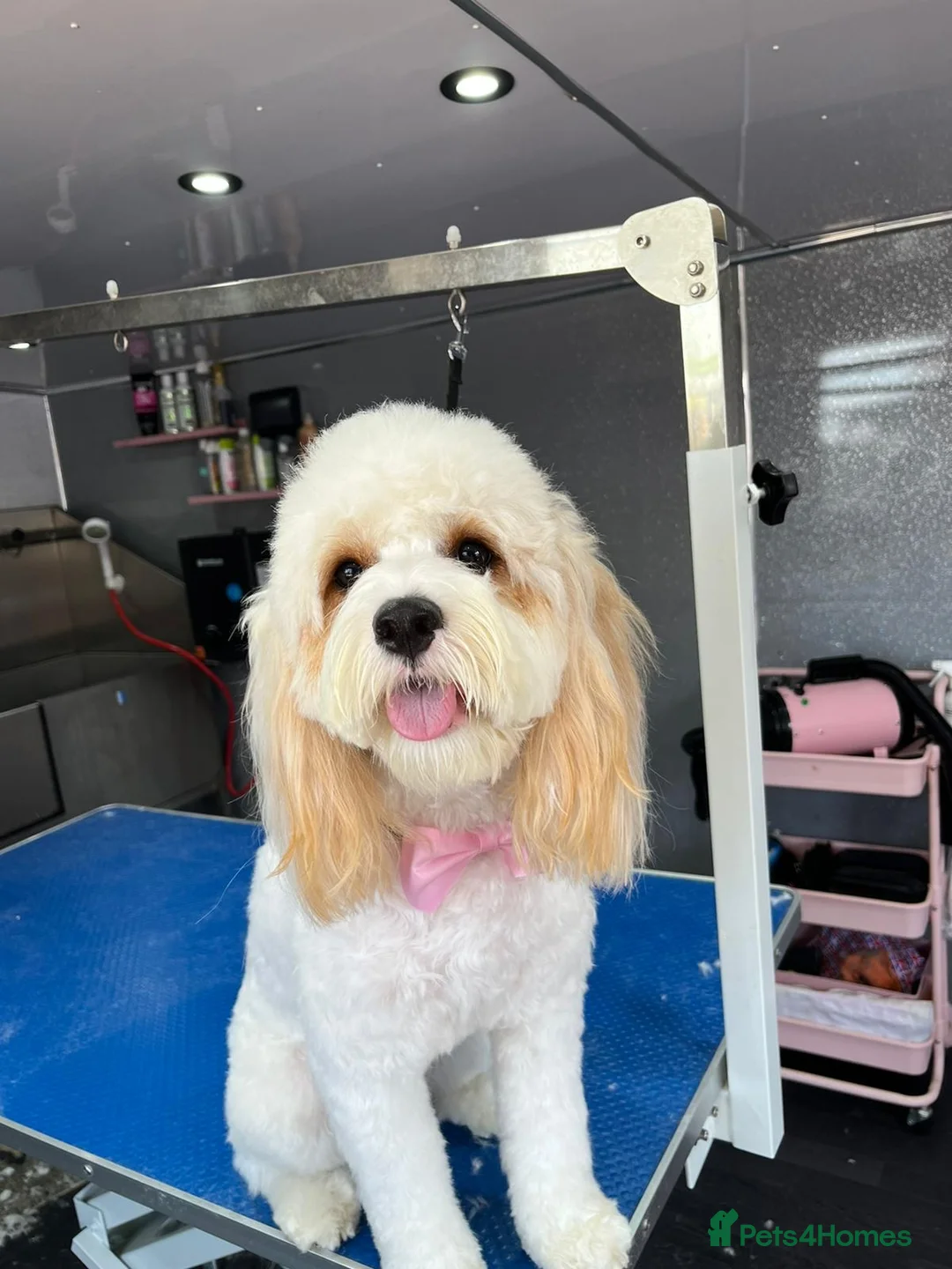 Cavapoo dogs for sale: Cavapoo puppies  - Advert 1