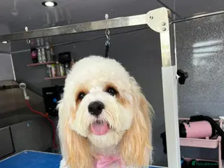 Cavapoo dogs Cavapoo puppies - Advert 15