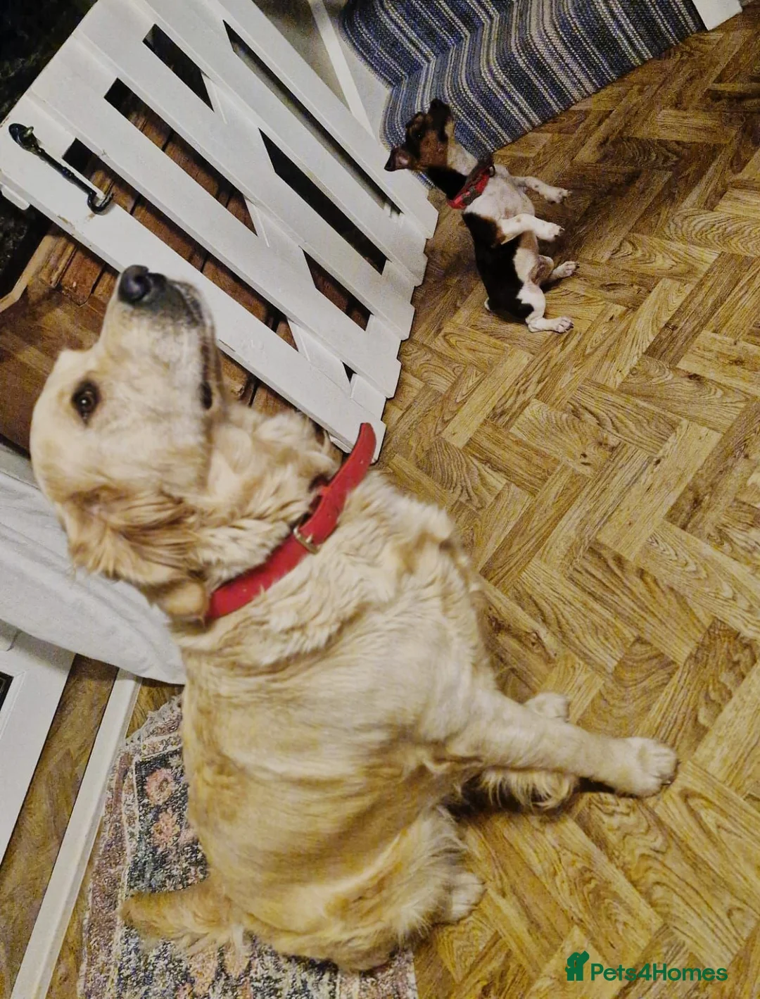 Golden Retriever dogs for sale: Rehome in York - Advert 1