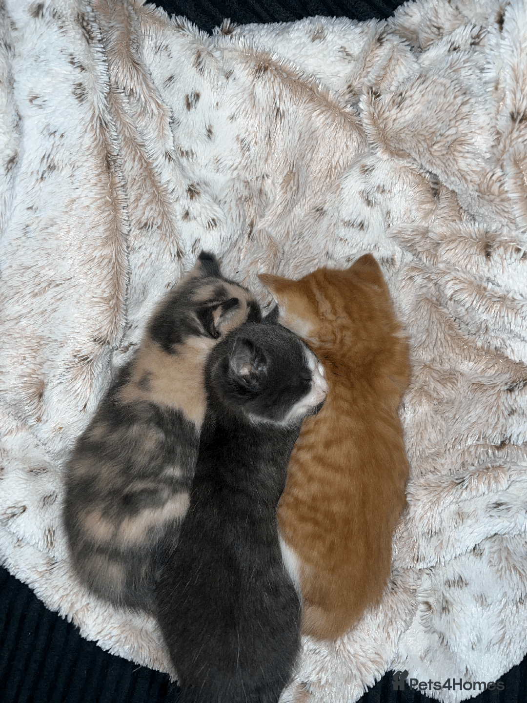 Domestic Shorthair cats for sale: Adorable Kittens Looking for Their Forever Homes - Advert 10