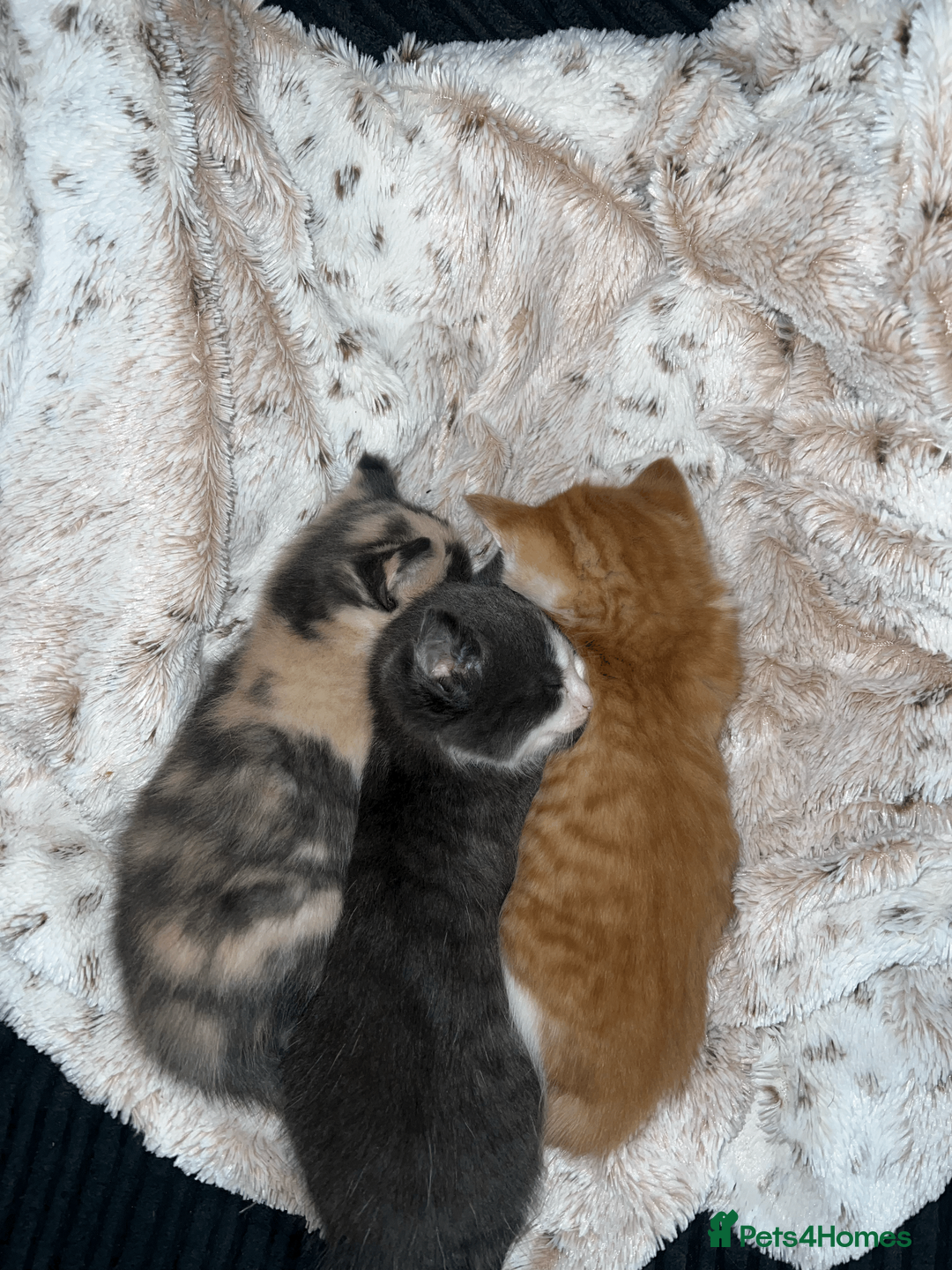 Domestic Shorthair cats for sale: Adorable Kittens Looking for Their Forever Homes - Advert 10