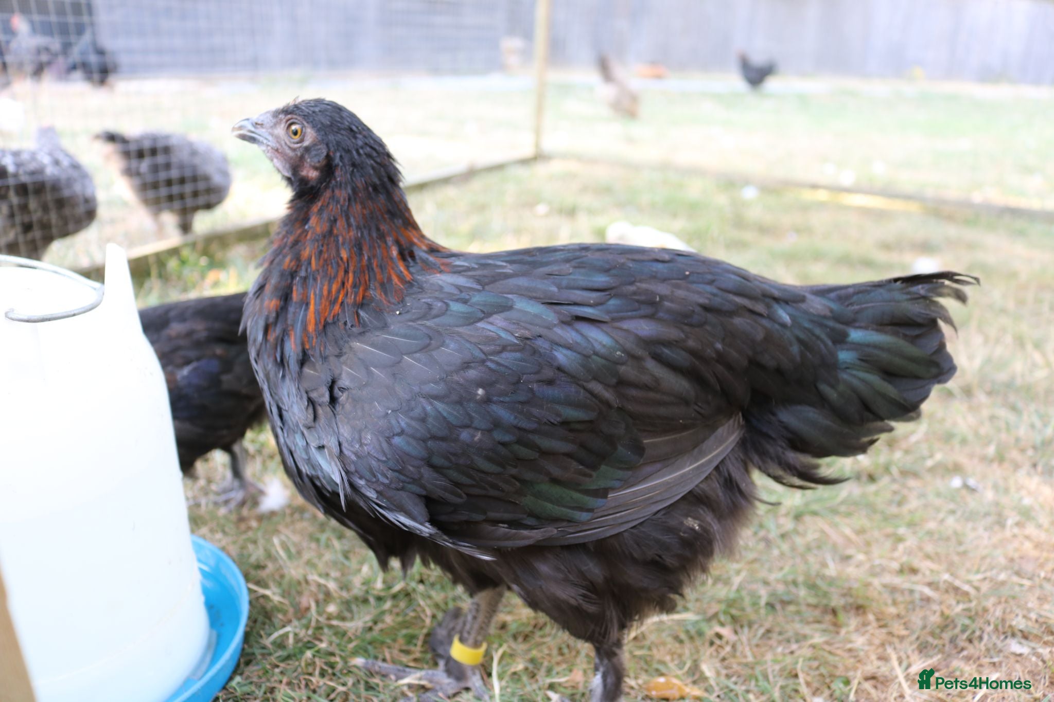 Chickens poultry 2x French Black Copper Marans pullets (hens) - Advert 13