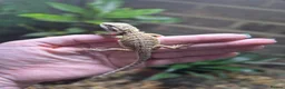 Bearded Dragon reptiles for sale:  Baby bearded dragons - Advert 10