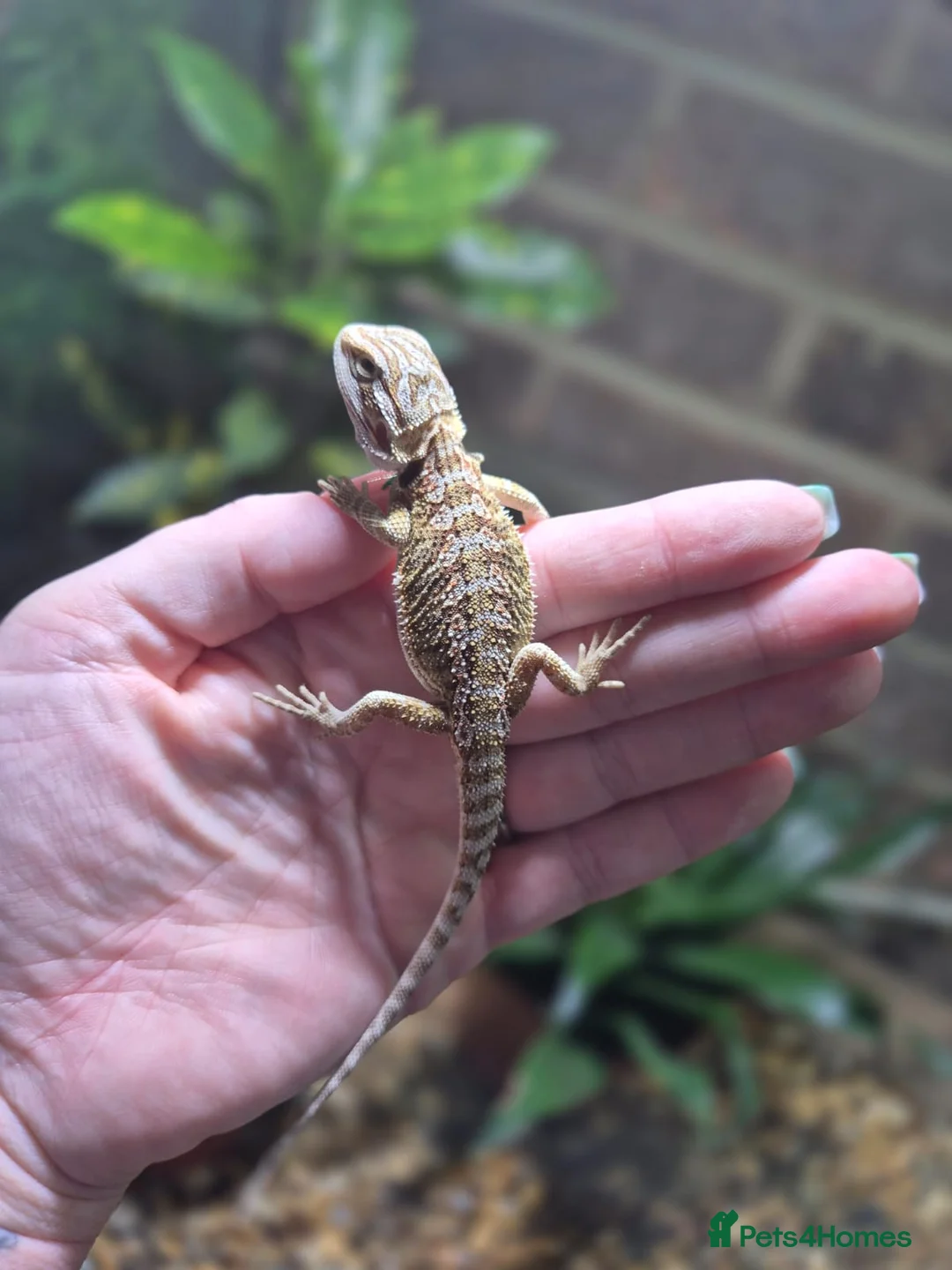 Bearded Dragon reptiles for sale:  Baby bearded dragons - Advert 10