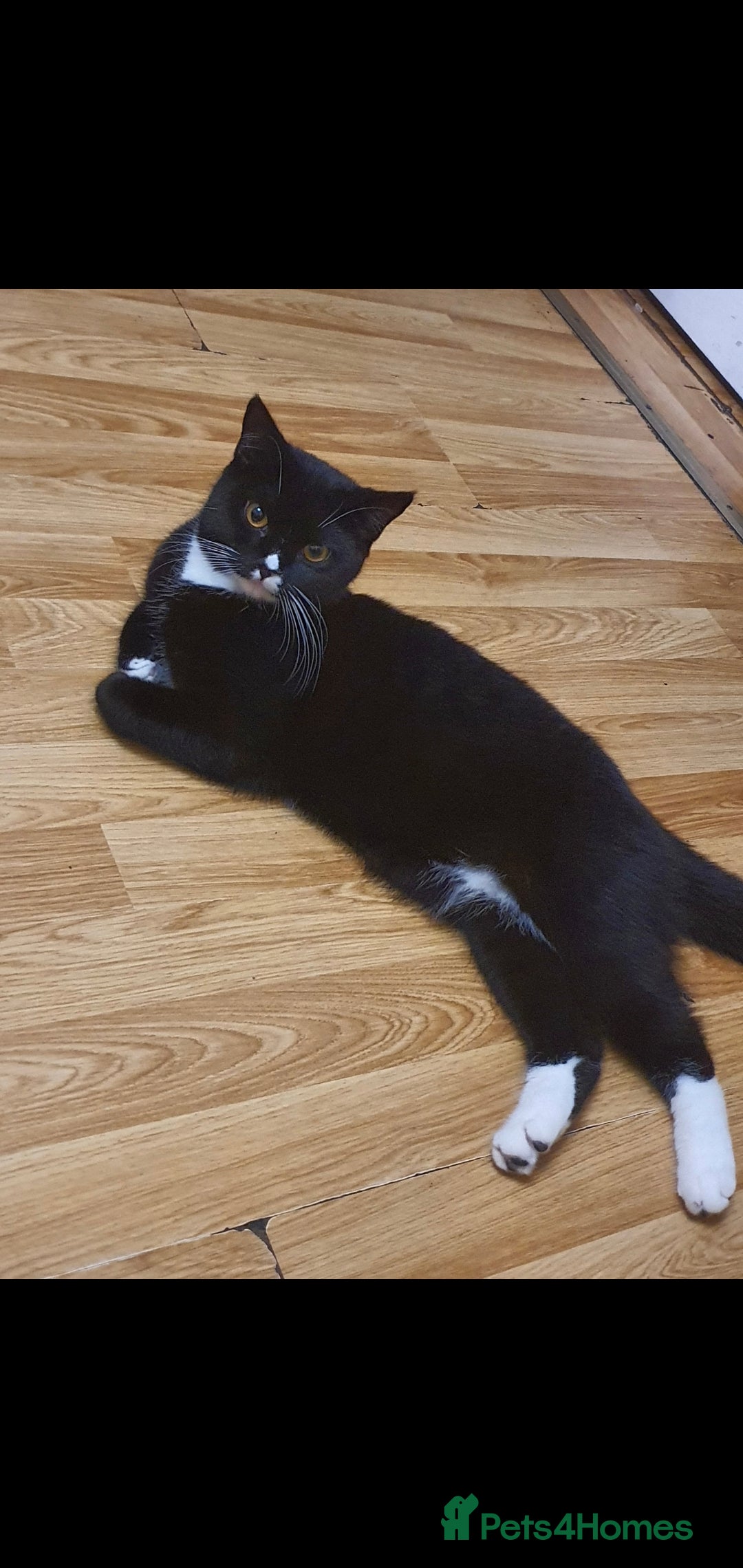 Mixed Breed cats for sale: 1 years old micro chipped and sprayed - Advert 2